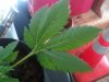 6 leaF 1.JPG 6 leaF 1.JPG
