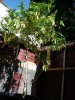 DSC05235.jpg