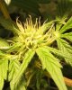 bud.jpg