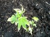 sour d white leaves.jpg