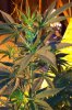 master kush7.jpg