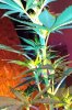 master kush5.jpg