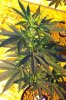 master kush4.jpg