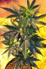 master kush3.jpg