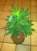 master kush1.jpg master kush1.jpg