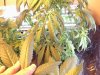 plant pics 003.jpg