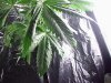 plant pics 005.jpg