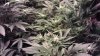 12 days flower 2 (2).jpg