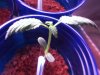 plant1.jpg plant1.jpg
