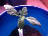 curledleaf.jpg curledleaf.jpg