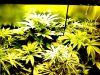 Snapshot_20120510_3.JPG