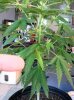 plant.JPG