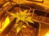 plant1b.jpg