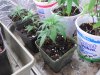 DSCN4333.jpg DSCN4333.jpg