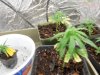 DSCN4334.jpg DSCN4334.jpg
