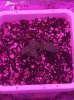 3leafseedling.jpg