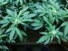 pk-lvc-21-gdp-kc-21.jpg
