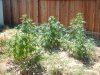 myplantsaug24 002.jpg