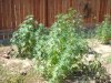 myplantsaug24 001.jpg