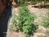 myplantsaug24 009.jpg