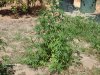 myplantsaug24 010.jpg