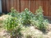 myplantsaug24 002.jpg
