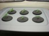 grow pics 008.jpg grow pics 008.jpg
