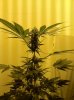 plant.JPG