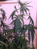 IMG_0040.jpg IMG_0040.jpg