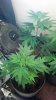 2012-04-25_17-27-54_228.jpg 2012-04-25_17-27-54_228.jpg