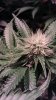bud 1.jpg