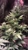 bud 2.jpg