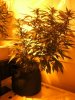 small_plant.jpg