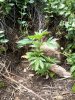 IMG_20120426_114834.jpg