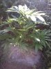 IMG_20120512_163142.jpg