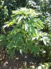 IMG_20120514_151812.jpg