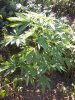 IMG_20120514_151826.jpg