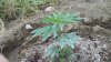 2012-05-03_15-36-52_45.jpg