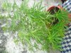 DSC03243.jpg