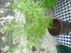 DSC03246.jpg