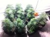 BCBI-9--5-15-12.jpg