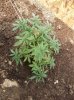 100_0229.jpg