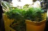 ss.2012-05-16.canopy2.jpg ss.2012-05-16.canopy2.jpg