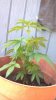 photobucket-1019-1337446461598.jpg