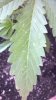 photobucket-1216-1337446458663.jpg photobucket-1216-1337446458663.jpg