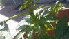 photobucket-3462-1337446457682.jpg photobucket-3462-1337446457682.jpg