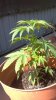 photobucket-3931-1337446460574.jpg