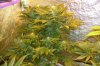 SD Flower 46 (2).jpg