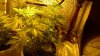 Sour Diesel Flower Day 1 (5).jpg