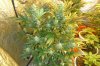 C+2 Flower 46 (2).jpg